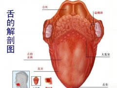 ���۰��������ϵ� �������ƺ�