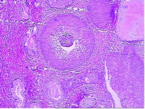 ��״ϸ�����ķ���ԭ��